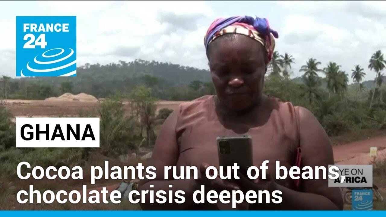 African cocoa plants run out of beans as global chocolate crisis deepens &bull; FRANCE 24 English