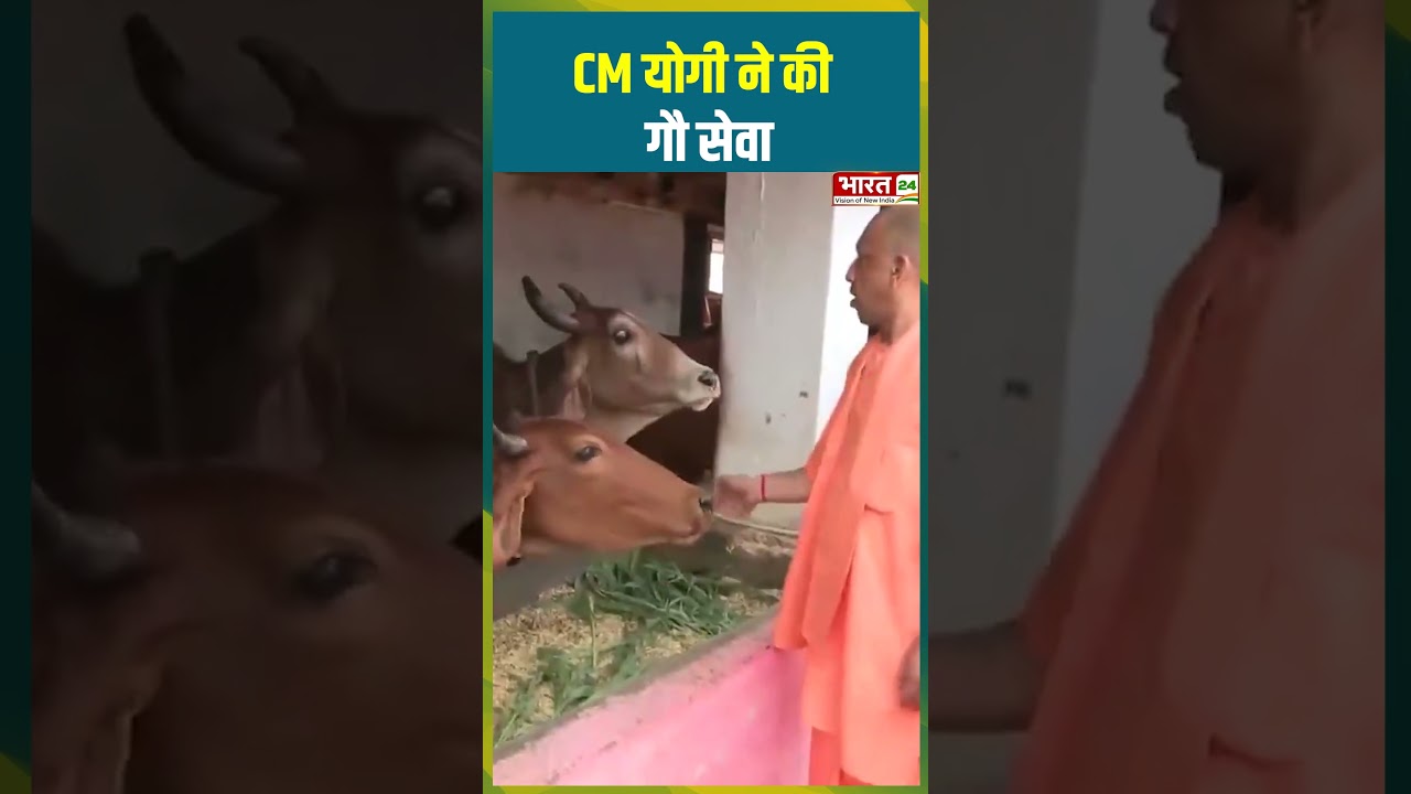 CM Yogi ने की गौ सेवा | #cmyogi #bjp #balrampurnews #pateshwardham_ #cowlover #viralshorts #trending