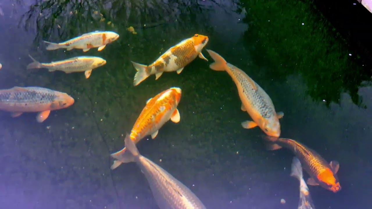 Koi Out Of Winter