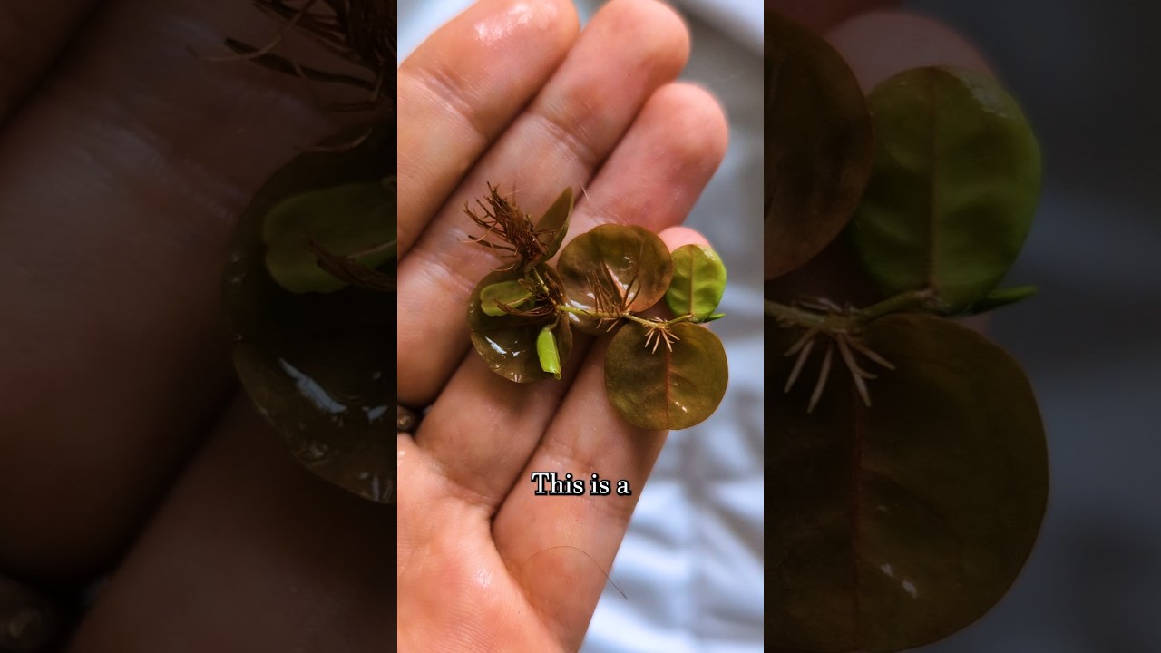🌱Red Root Floaters | Why I Love Them🌿