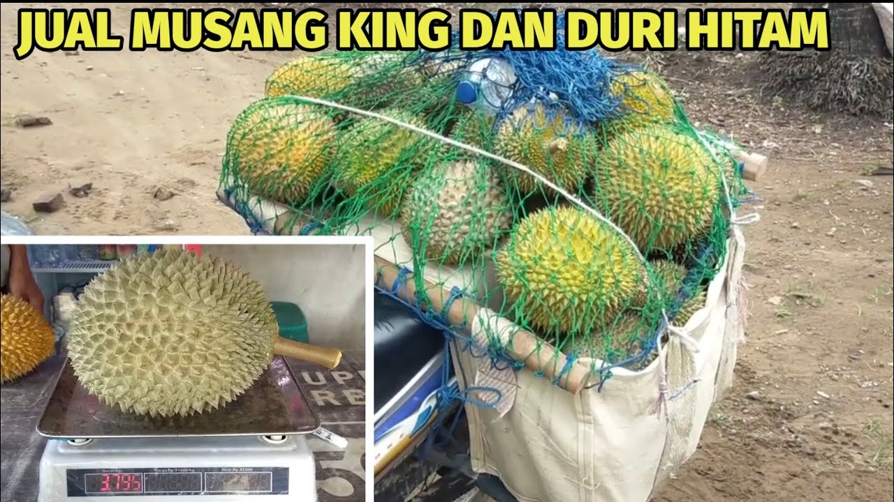 Tempat berkumpulnya durian lokal premium di Trenggalek.