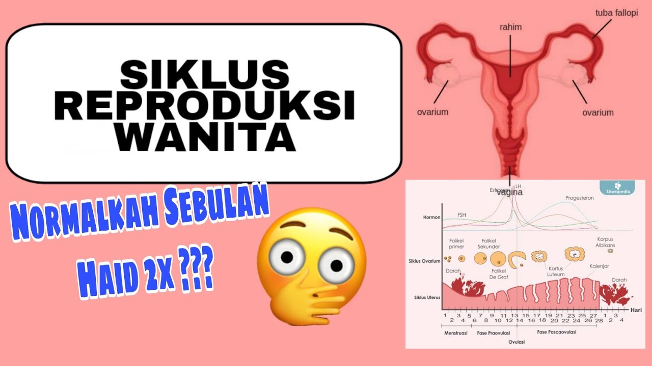 Siklus Reproduksi Wanita || Materi IPA SMP 9 #Menstruasi #SiklusReproduksiWanita @Almamimid19