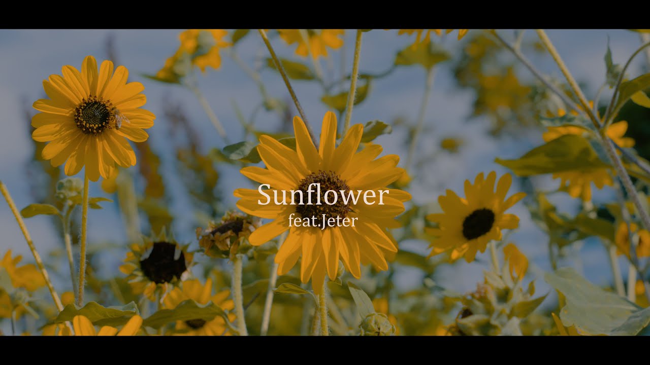 FARMHOUSE - Sunflower feat. Jeter (official music video）