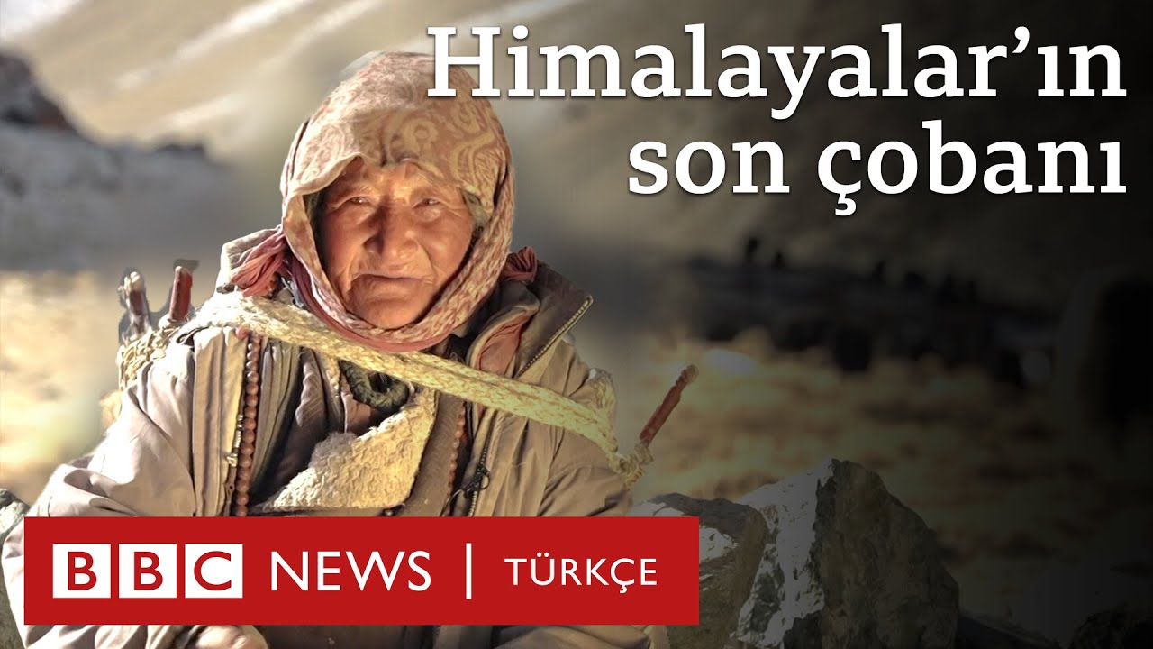 Himalayalar'ın son çobanı: 5 bin metre yükseklikte bir geleneği sürdürme mücadelesi