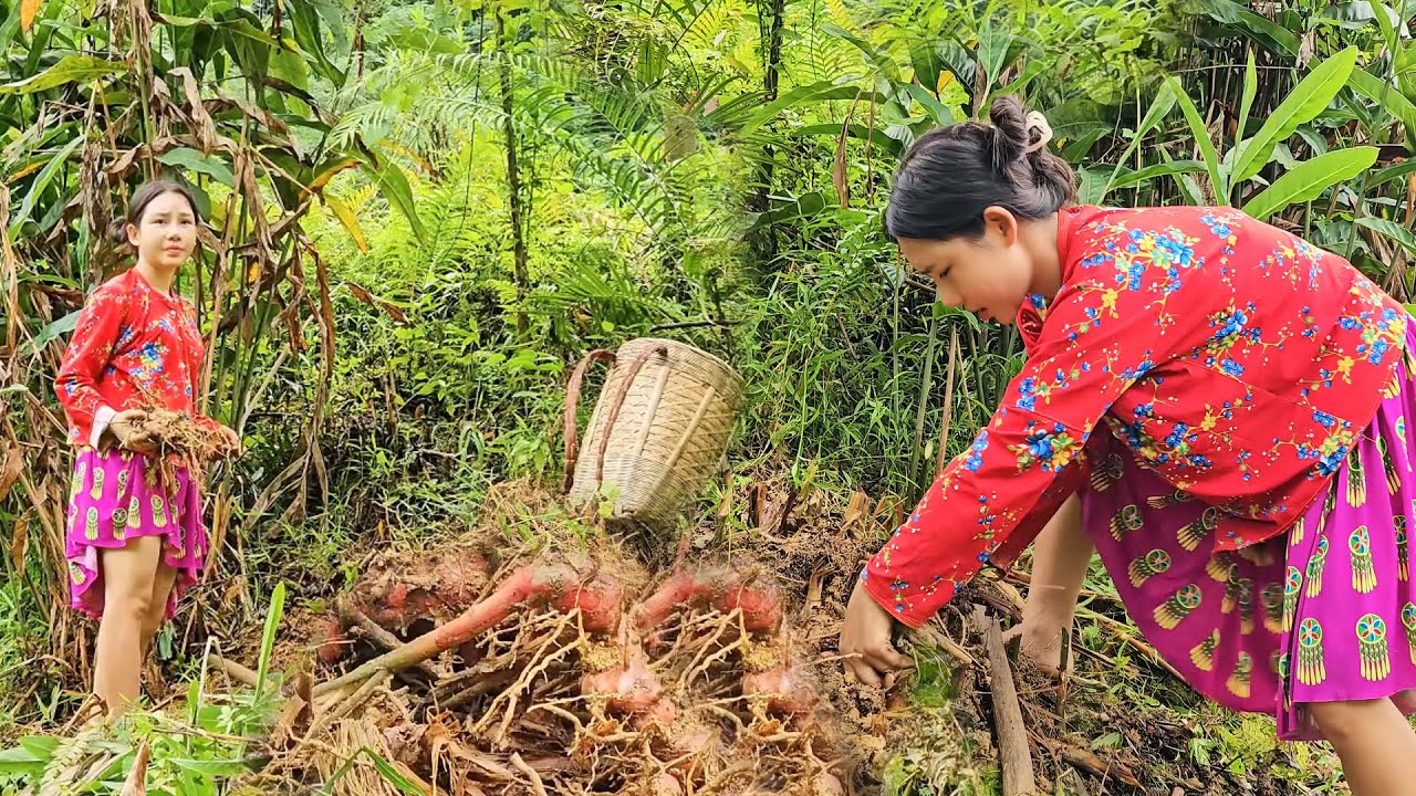 Harvesting Organic Galangal for the Market and Crafting Delicious Meals with This Fragrant Root