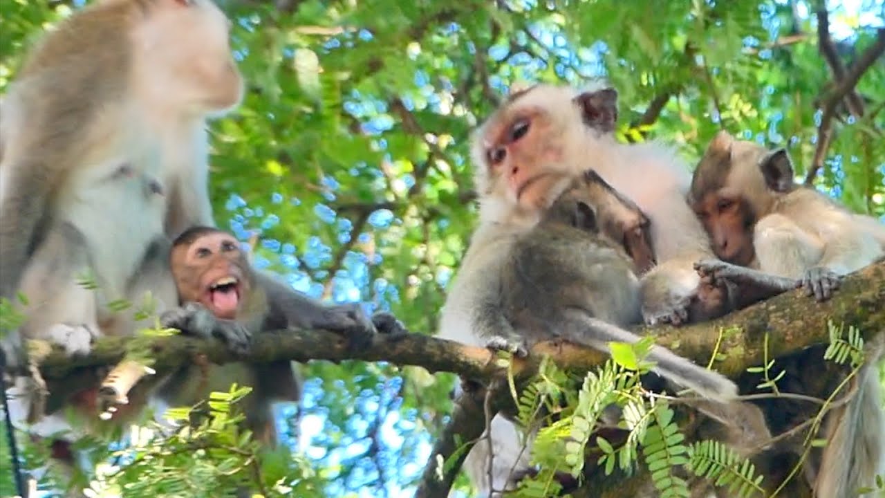 Mother Monkey RANA and RANY comfort and take care of child so lovely