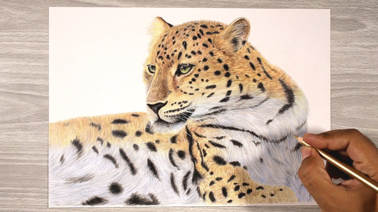 رسم نمر بالألوان الخشبية بشكل شبه احترافي خطوة بخطوة
