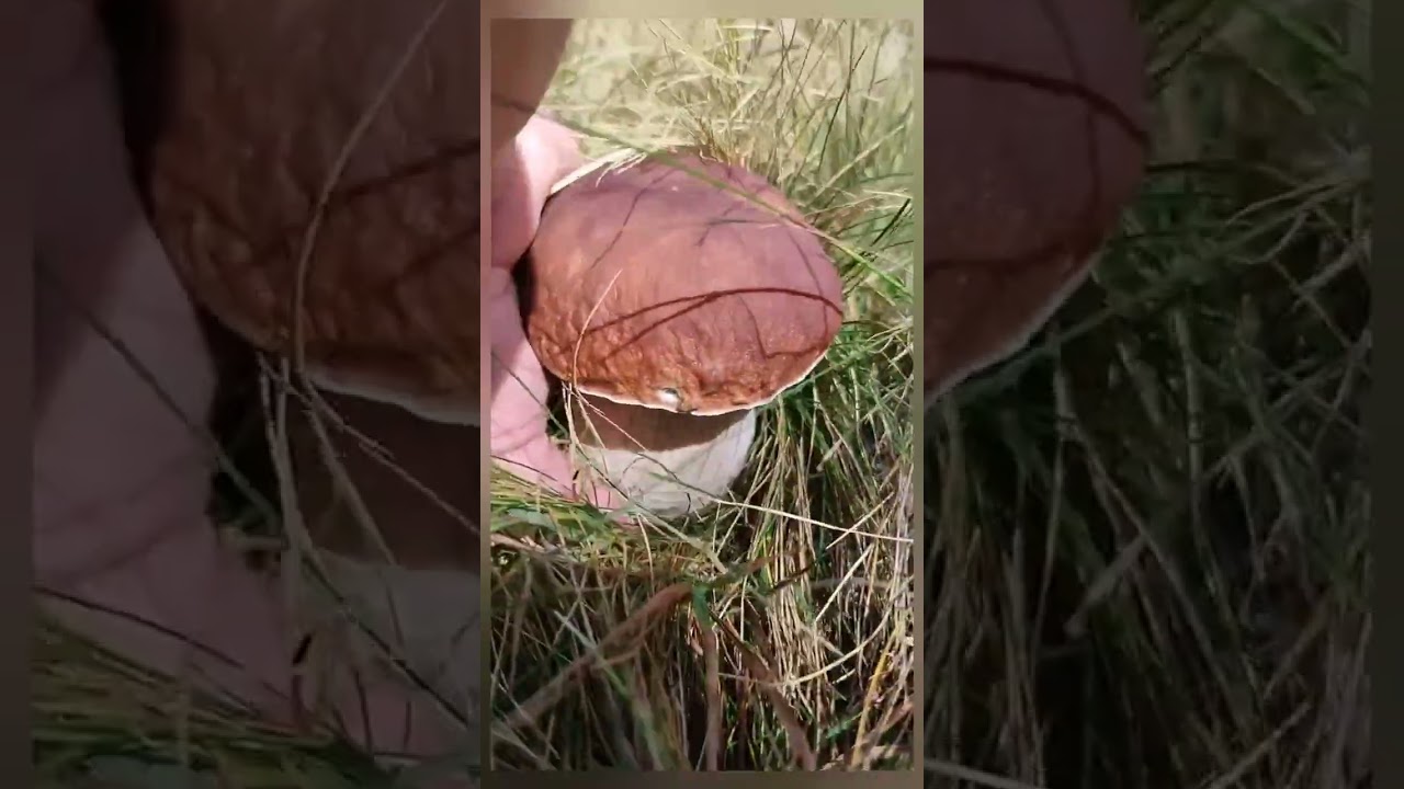 Funghi porcini 2026. 