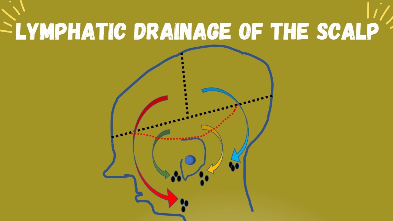 Scalp Part 4 | | Lymphatic Drainage of the scalp