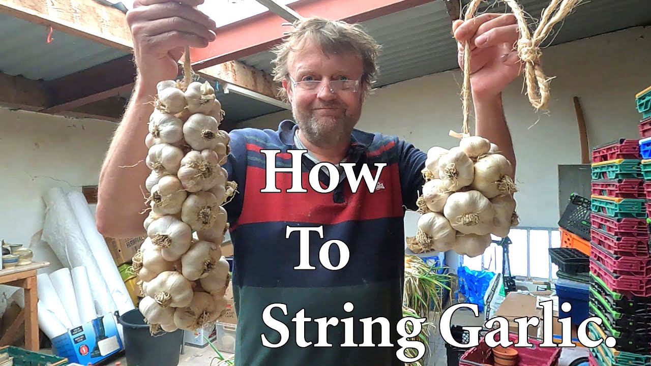How to String / Plait Garlic Bulbs for Storage.