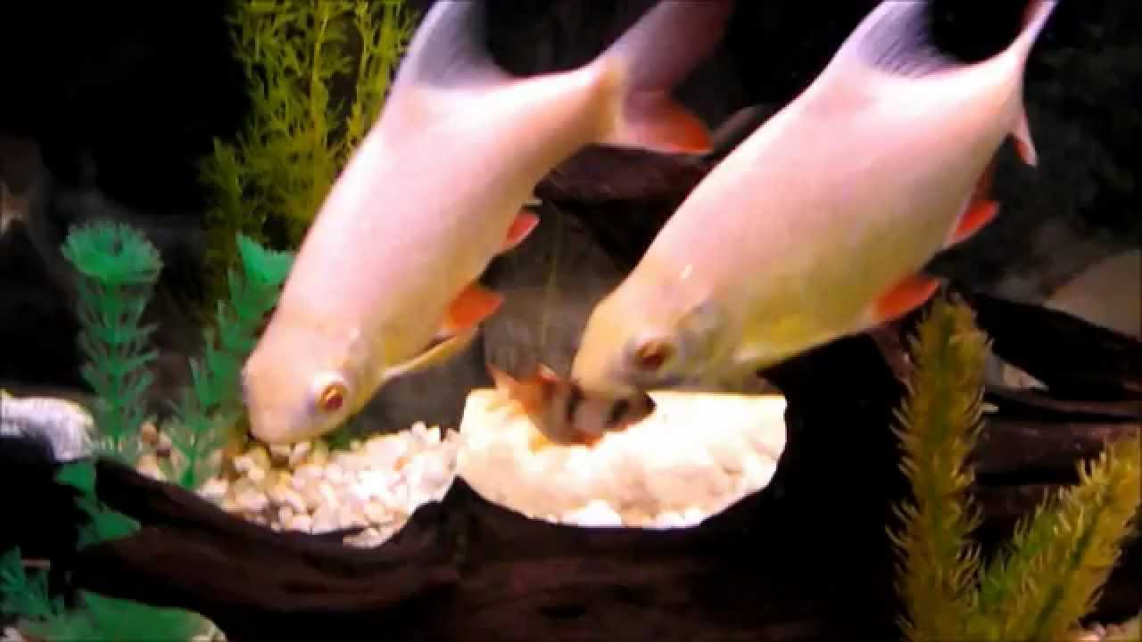55 Gallon Semi Aggressive Tank