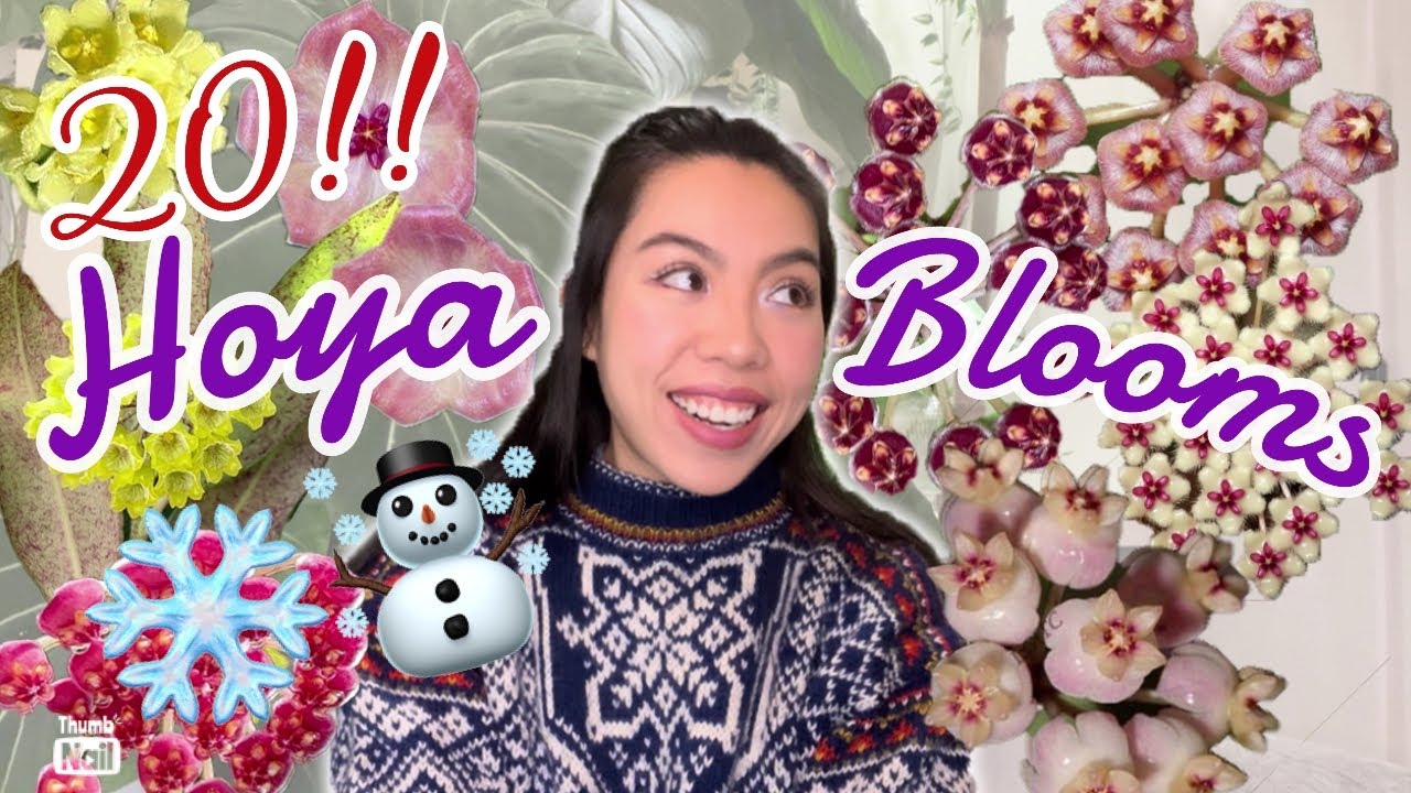 ❄️🌸 20 HOYA BLOOM in Winter | HOW TO flower Hoyas? | WHICH Hoya flowers in winter?