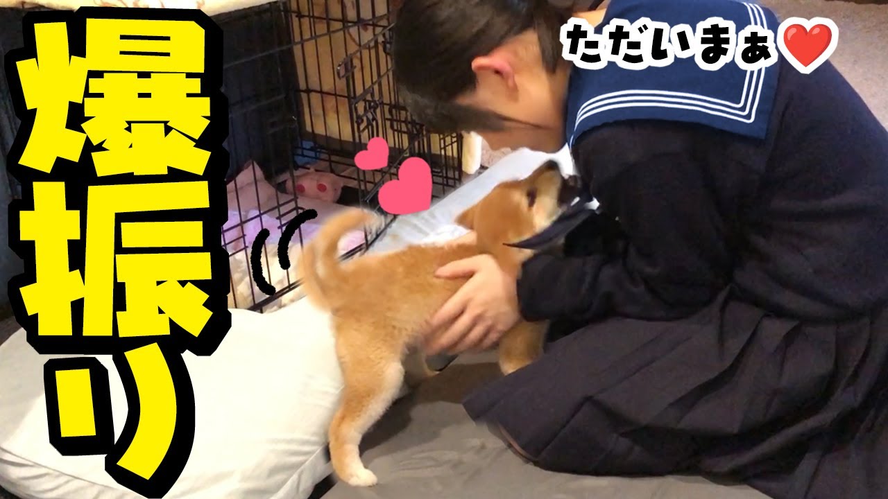 尻尾振り全力で出迎える仔犬そして柴犬姉妹に新たな展開が！