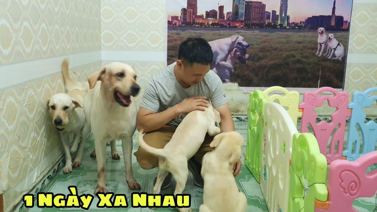 Gặp lại Chút Chít sau 1 ngày xa cách | Meeting My Puppies After A Day