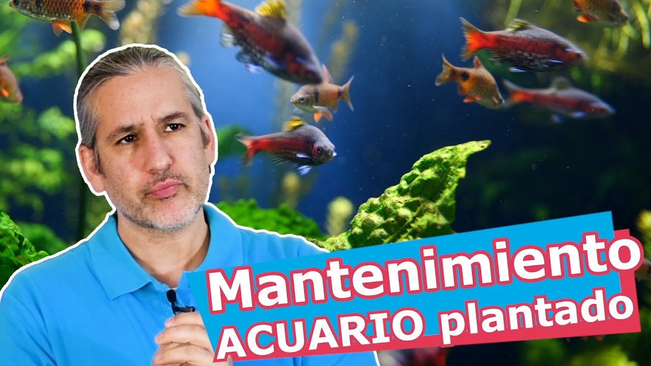 🛠️ GUÍA de MANTENIMIENTO para ACUARIO PLANTADO 🌿