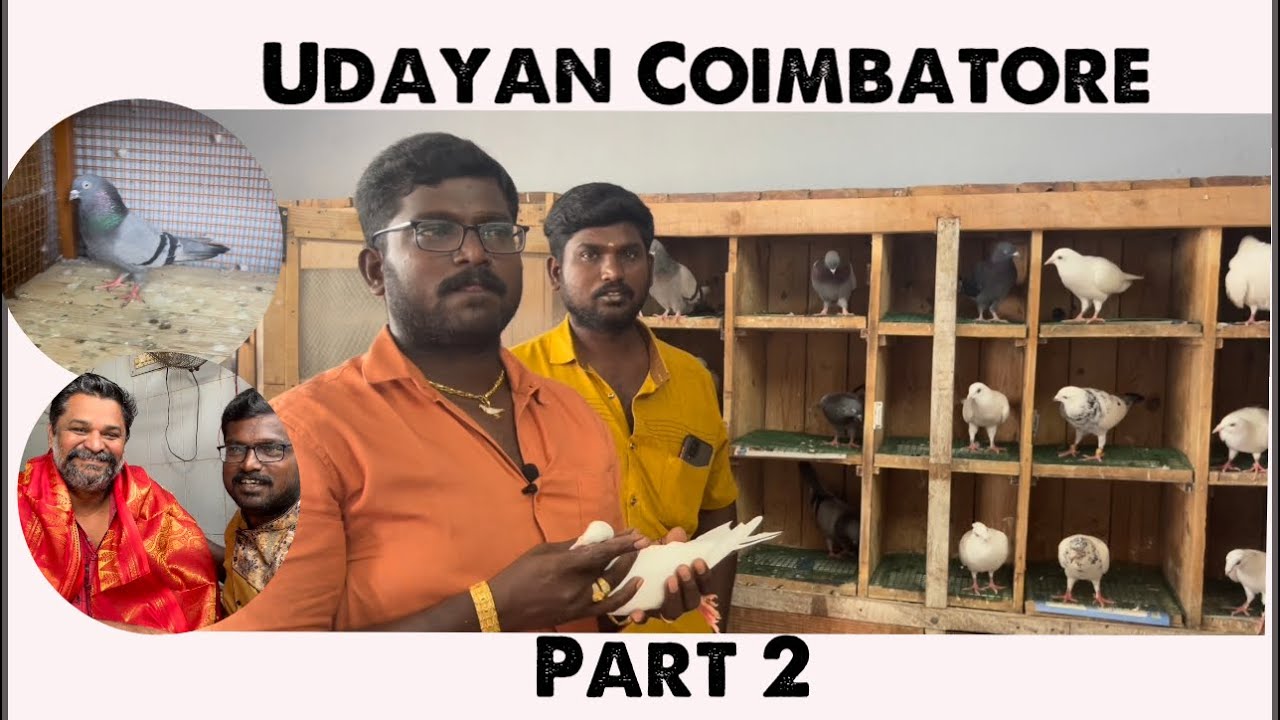 Udayan Coimbatore pigeon fancier , part 2