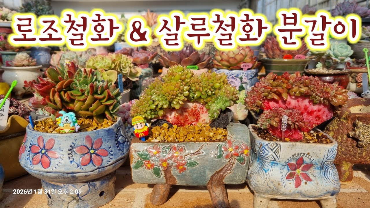 꽃나래다육에서 온 살루철화 & 로조철화 분갈이해요 💕 #다육이 #다육식물 #succulent 