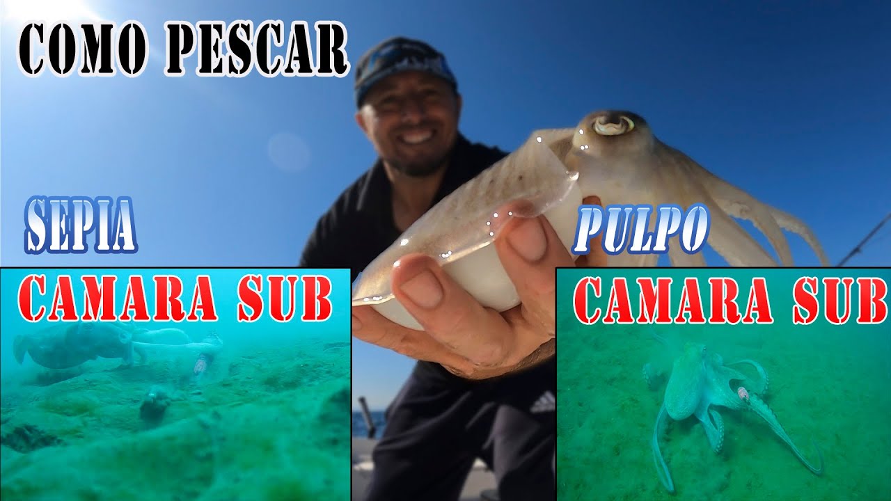 mejores señuelos para pescar sepias y pulpos