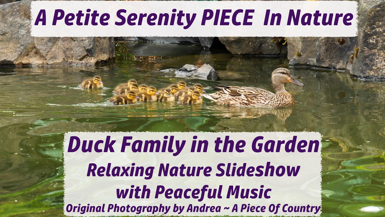 Relaxing Nature Duck Family in the Garden ~ Peaceful Calming Music ~  Original Photography Slideshow