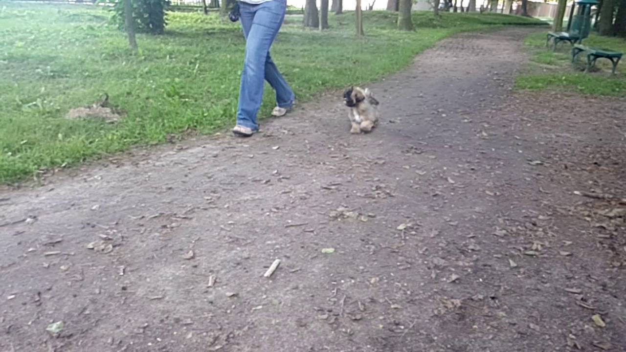 Lhasa apso The Tibetan Pride