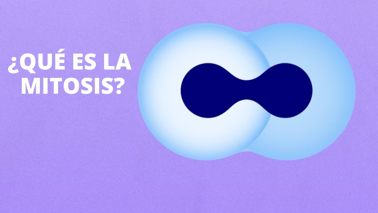 ¿Qué es la mitosis?