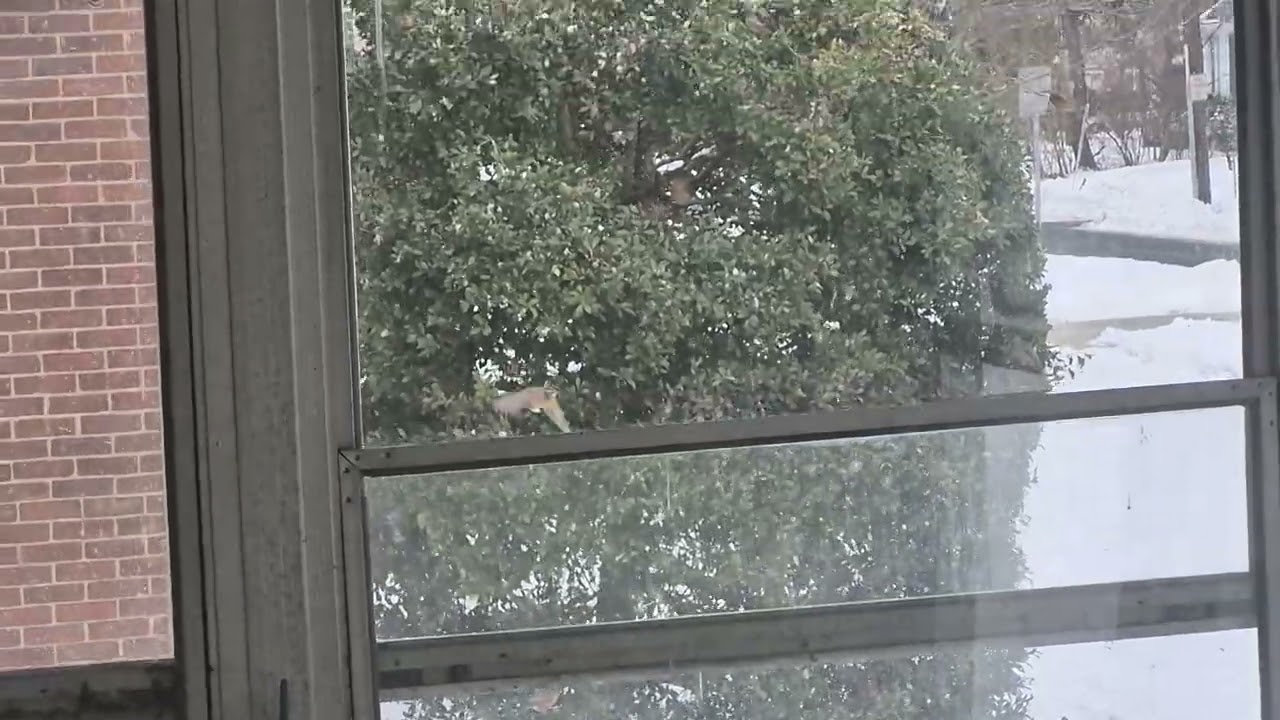 Migrating Robins