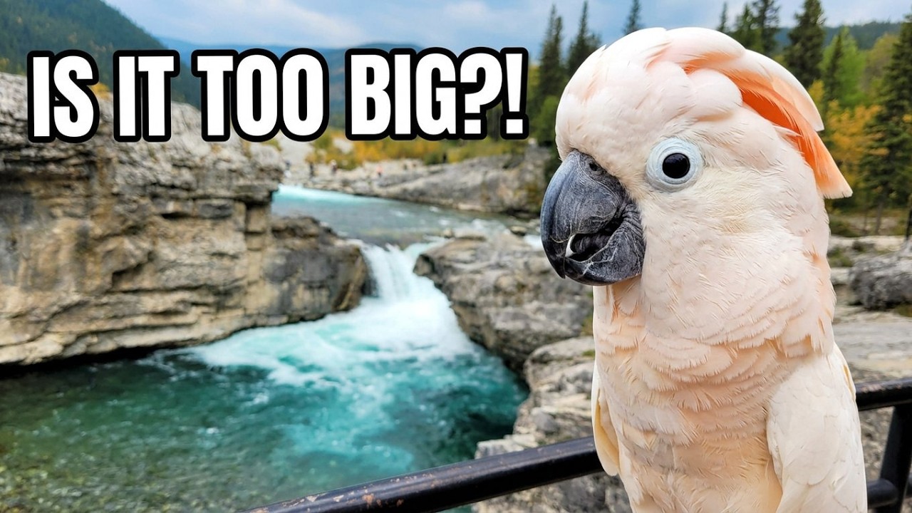I Took My Parrot to Bow Falls and His Reaction Was Wild (subtitles)