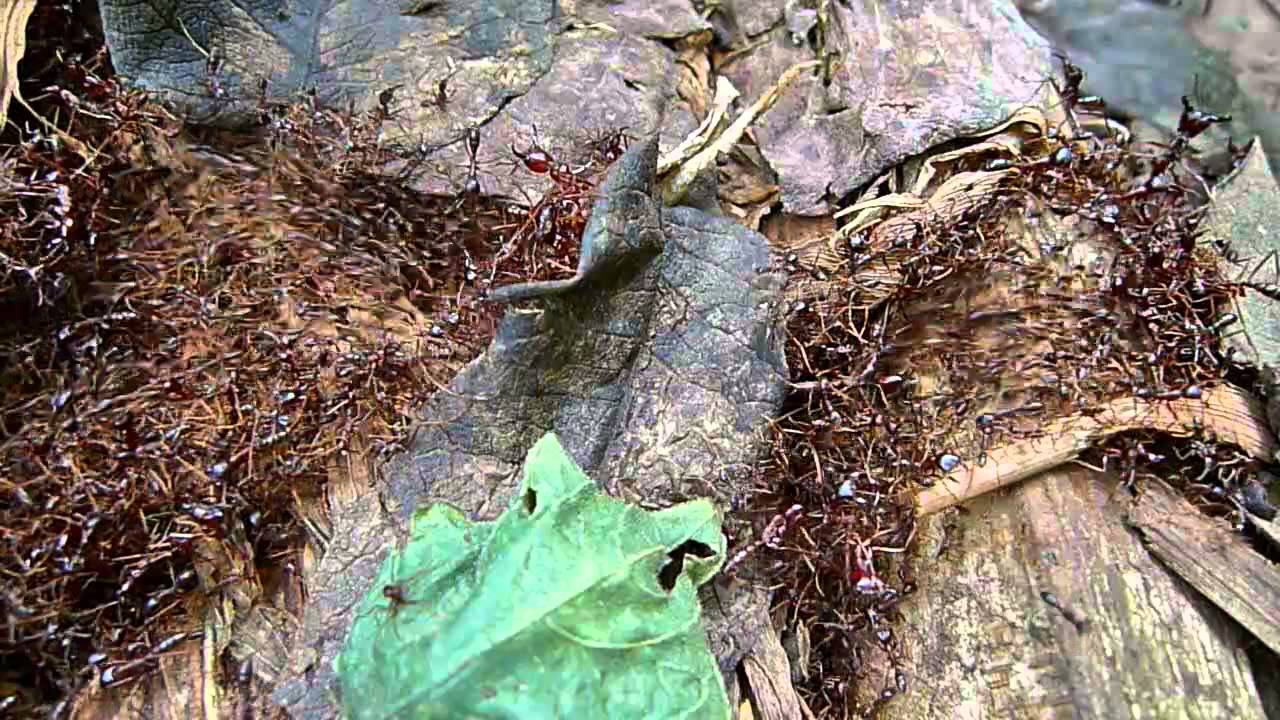 Driver Ants