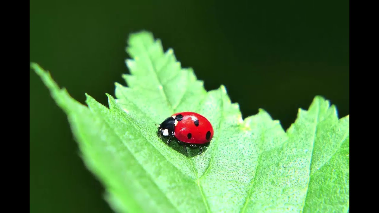Für Kinder: Wie der Marienkäfer auf die Welt kommt