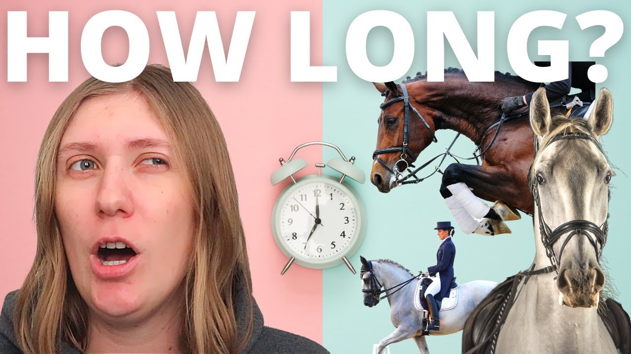 How Much Time To Work a Horse Correctly?