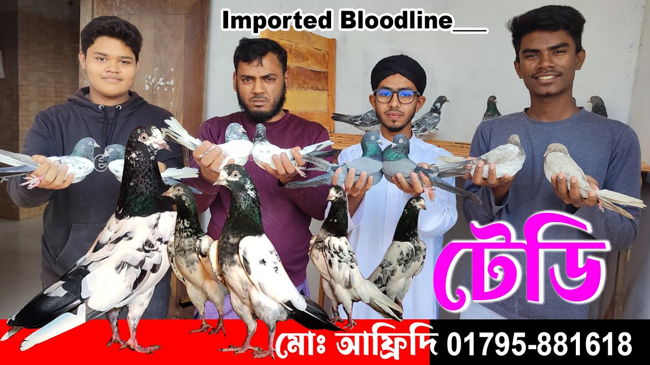 ওমান ব্লাডলাইনের টেডি কবুতর।। high flying pigeon loft।। সেল পোস্ট