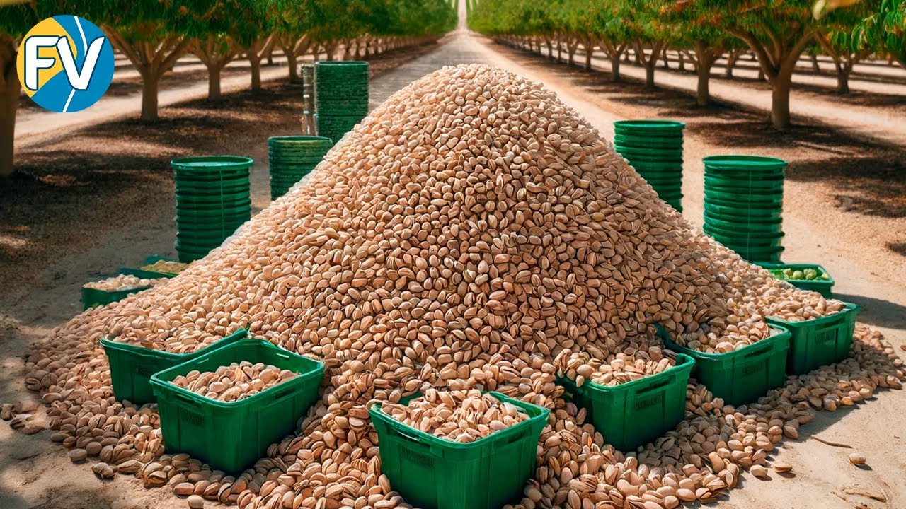 ¡Cómo se procesan los pistachos indonesios! ¡Millones de toneladas de nueces sonrientes!