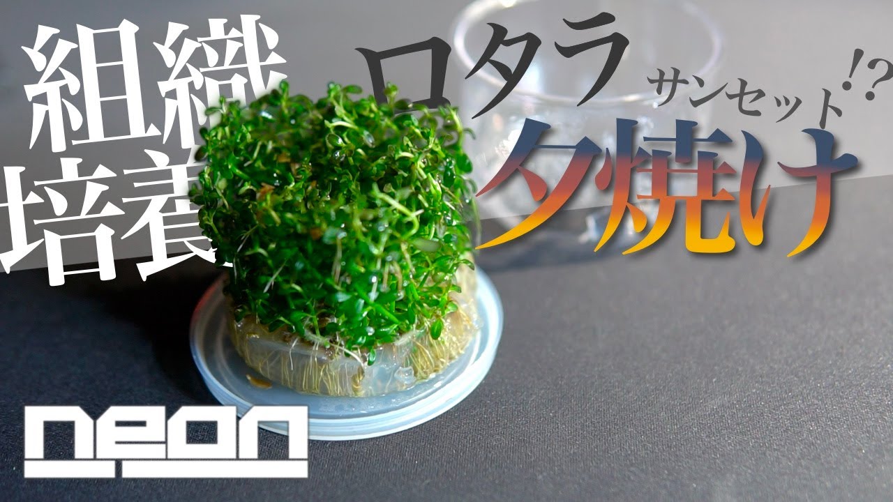 【組織培養ロタラ】おしゃれなネーミングのロタラ！後景草のリニューアルを添えて【 ne0n 】 #アクアリウム