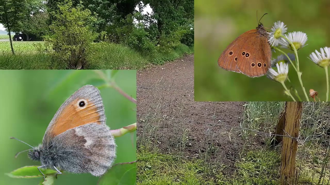 Gemeente Berkelland: projecten ter bevordering van natuur, landschap en biodiversiteit.