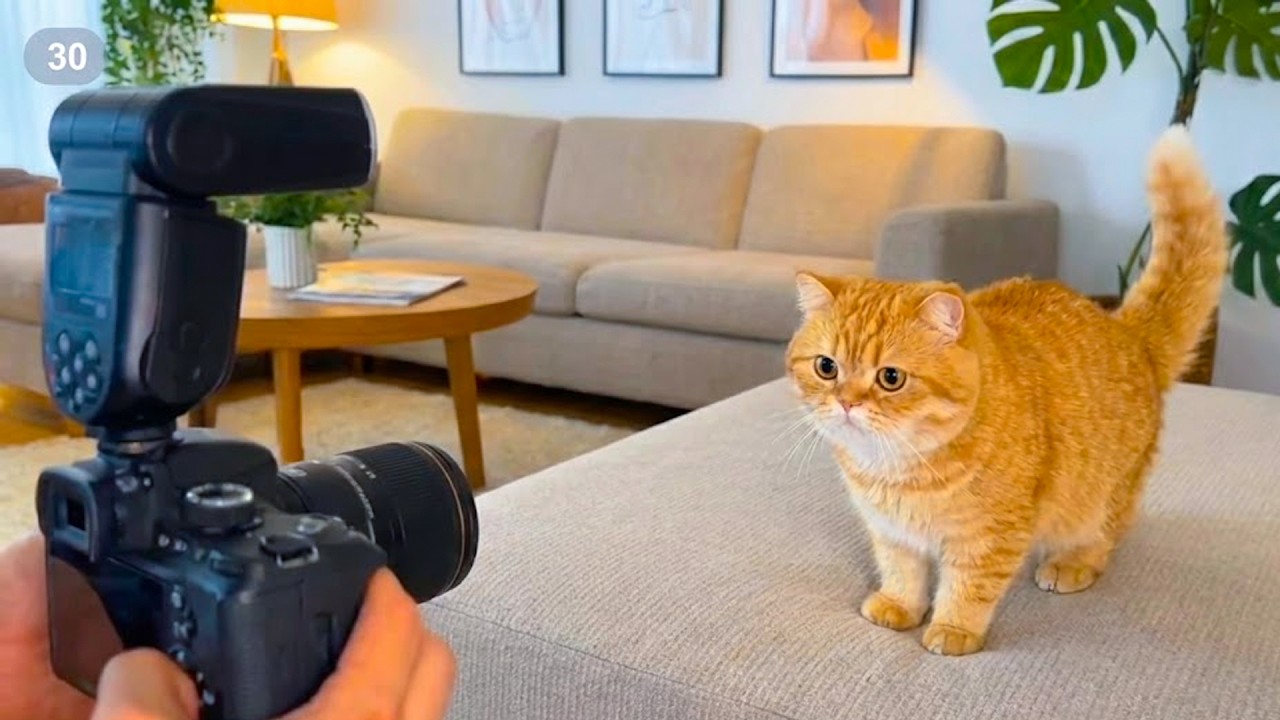 Try Not To Laugh: A Compilation of Adorable Dog and Cat Moments - Little Joys