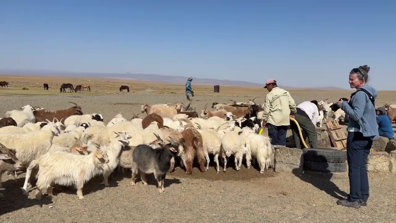 Goats make their way to the water hole.