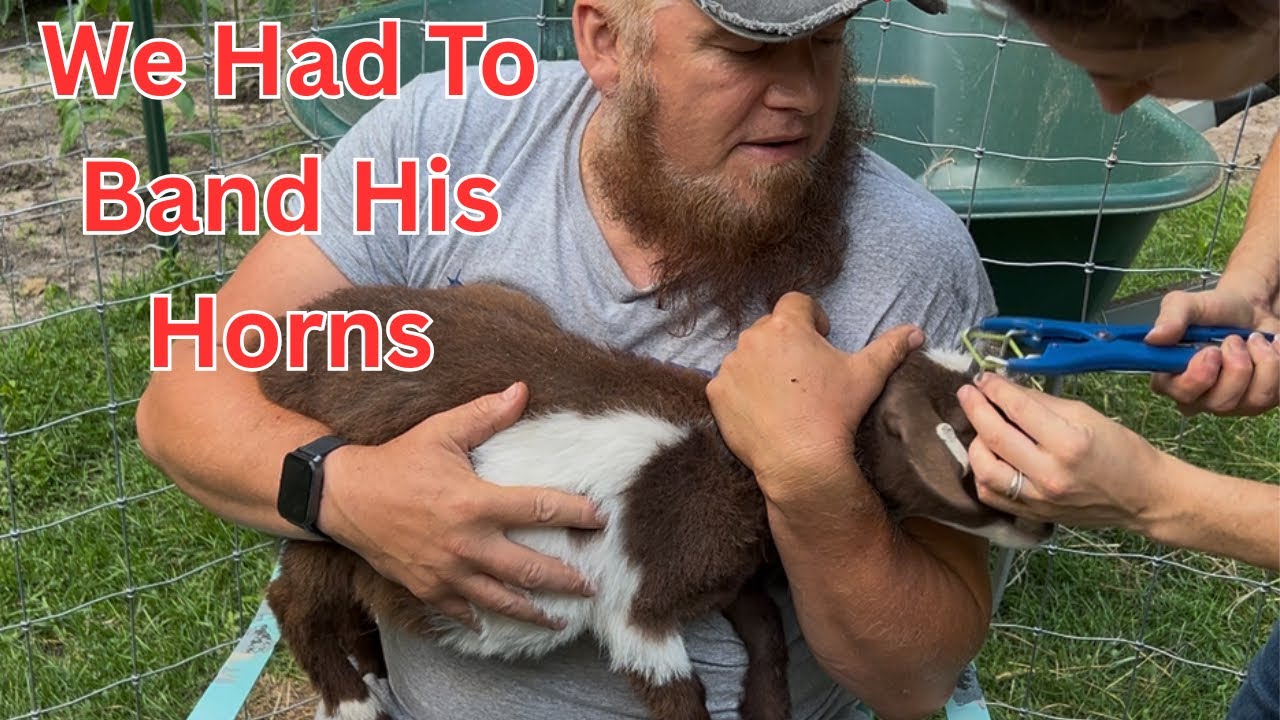 Banding Goat Horns.. Had To Be Done.