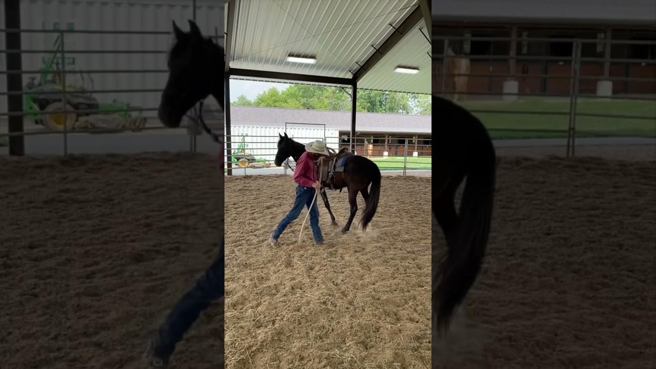 Back to Basics Lesson | Tennessee Walking Horses | #horse #horsemanship #horsebarn #horsetraining