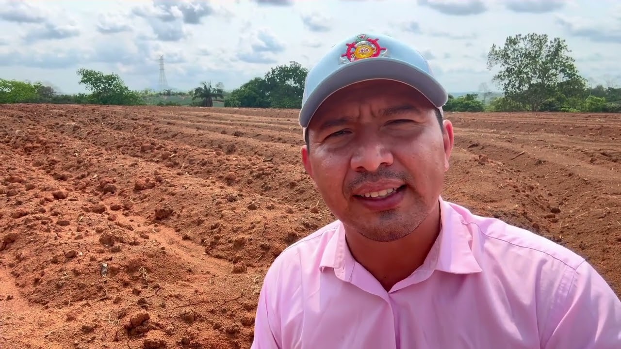 Dual Gold herbicida pre-emergente de Syngenta y sus resultados post aplicación