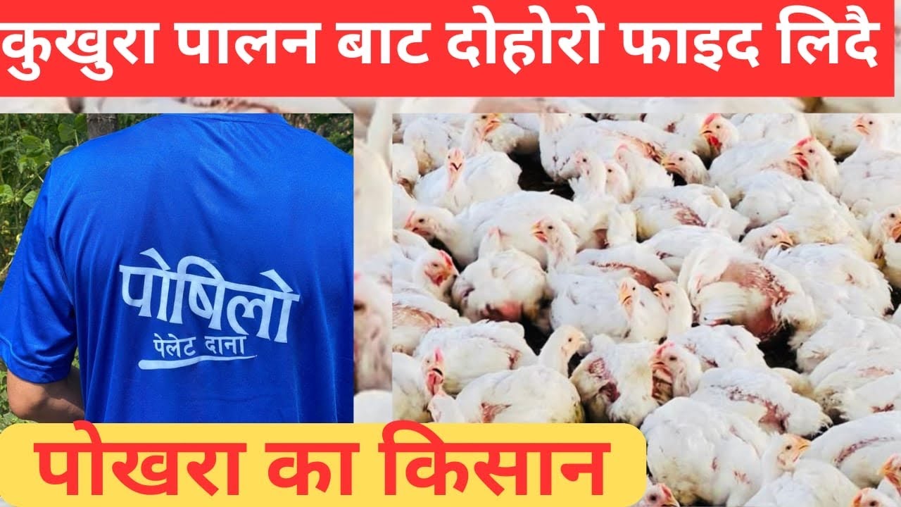 कुखुरा पालन बाट दोहोरो फाइदा लिदै पोखरा का किसान |