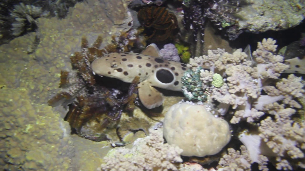 St George Scuba Club Sydney, Great Detached Reef Nov 2016