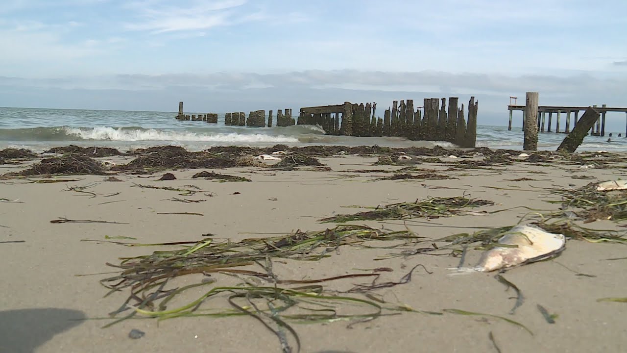 Omega Protein takes responsibility for some of the fish on Eastern Shore beach that enraged resident
