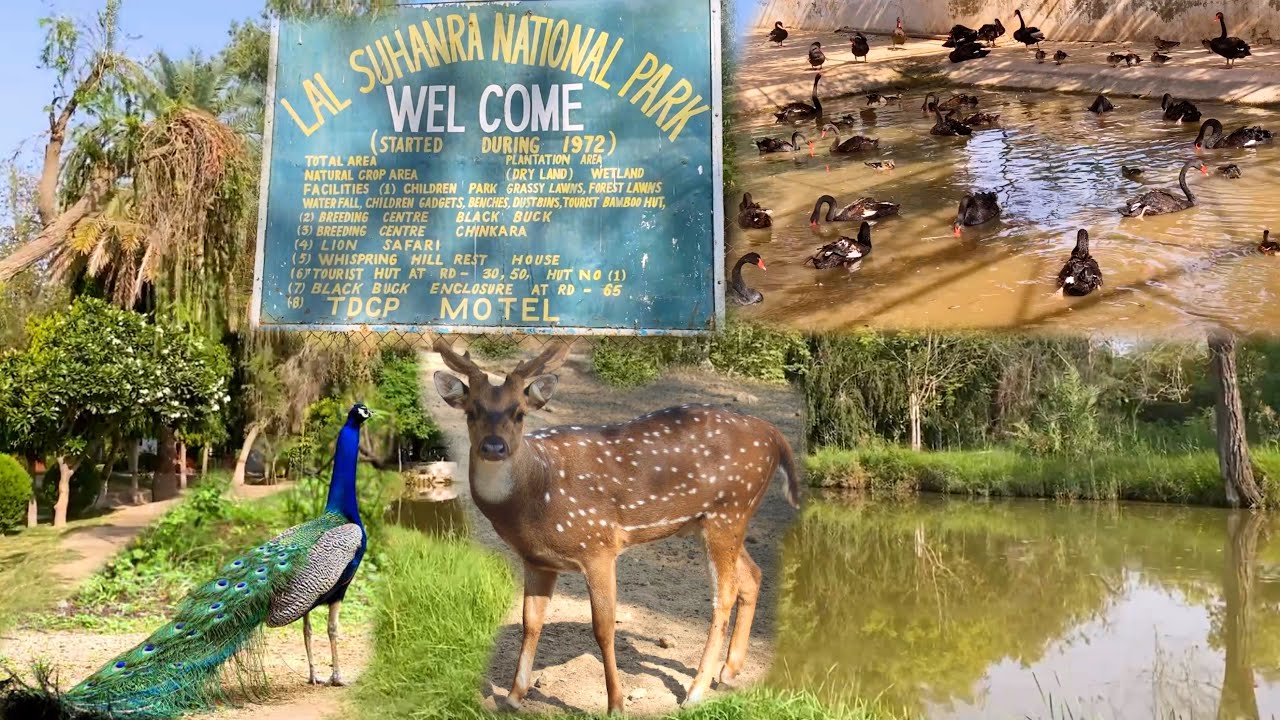 Beautiful Lal Suhanra National Park Bahawalpur | Largest Park Of Pakistan | asad Travel Vlog