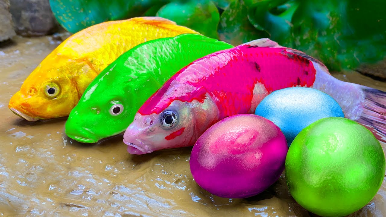 Catch Stranger Freshwater Aquarium Fish In Giant Colorful Egg:개구리, 장어, 금붕어, 메기