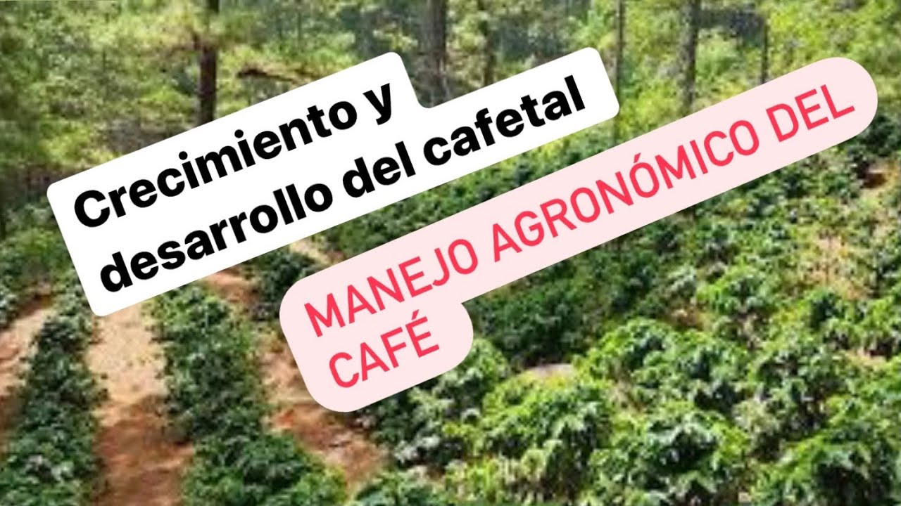 Manejo agronómico   crecimiento y desarrollo de la planta de cafeto A