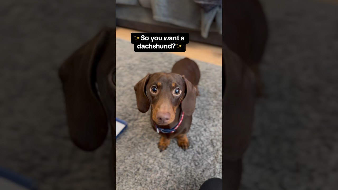 So you want a Dachshund aye? 😅 #sausagedog