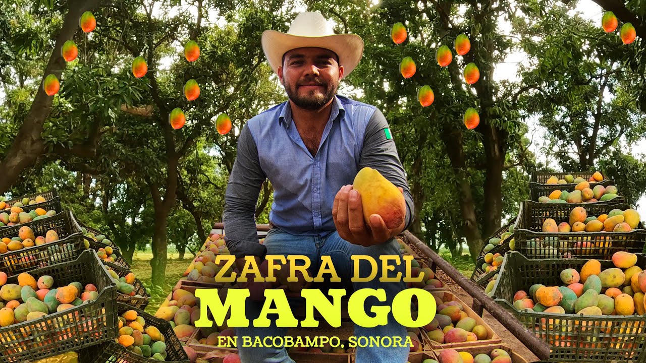 La zafra del MANGO en BACOBAMPO, SONORA 🥭 | Cosecha del mango PAYASO