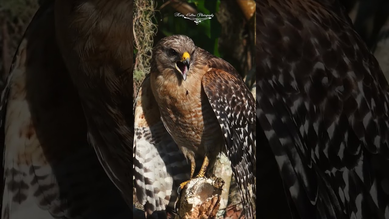 Red shouldered hawk calling in a Florida swamp