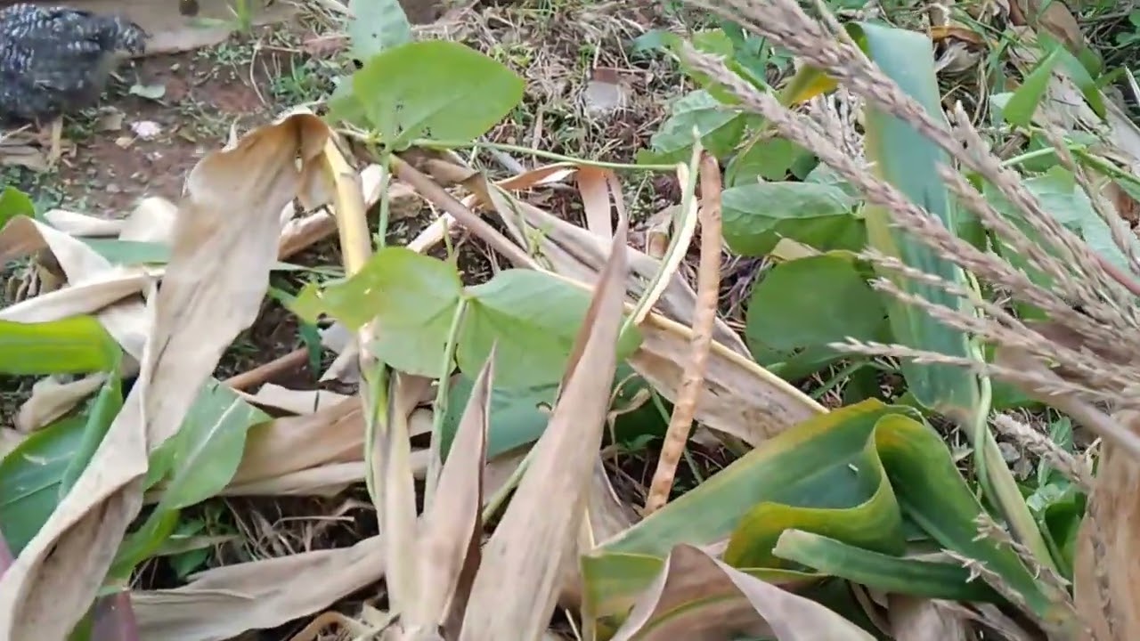 Cortando o milho para fazer outra plantação 
