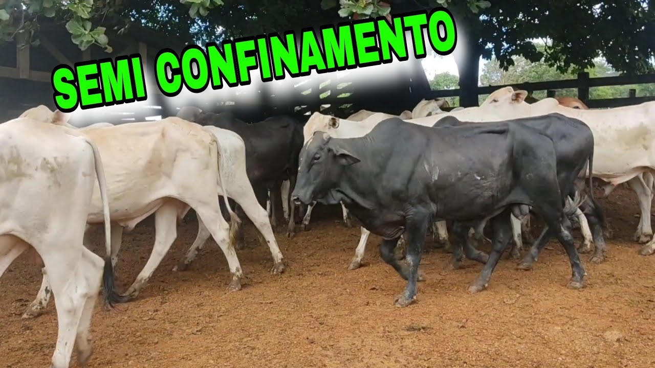 🛑. SEMI CONFINAMENTO, MAIS UMA BOIADA PARA ENGORDA A PASTO